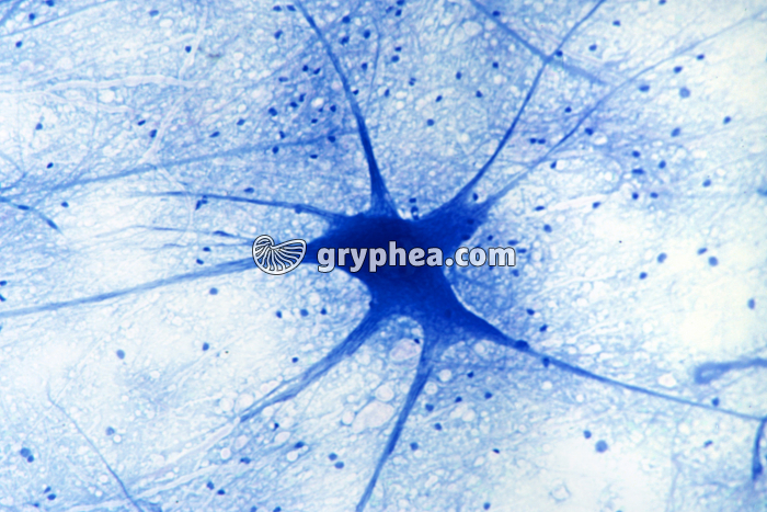 Neurone Moelle épinière x100 - gryphea.com